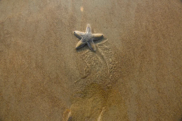 Sjöstjärna på stranden i goa, Indien, 2011 — Stockfoto