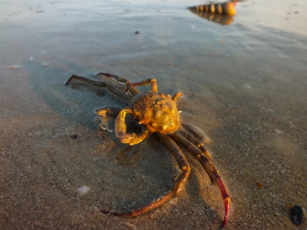 一只螃蟹和壳牌在 2012年印度果阿海滩上 — 图库照片