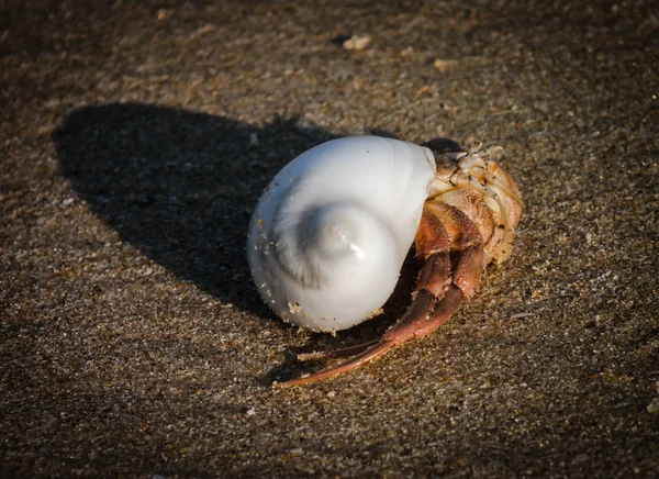 Um caranguejo e uma concha na praia em Goa, Índia, 2012 — Fotografia de Stock