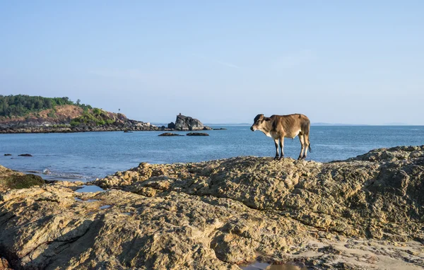 Om stranden, Indien, 2012 — Stockfoto