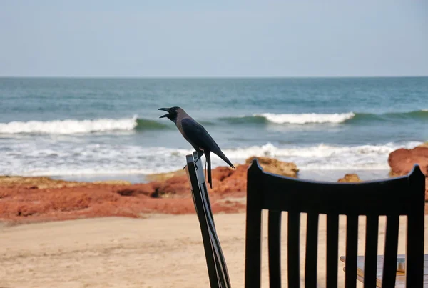 Crow thief — Stock Photo, Image