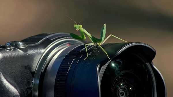 Gottesanbeterin, Insekt — Stockfoto