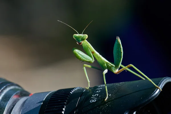 Kudlanka, hmyzu — Stock fotografie