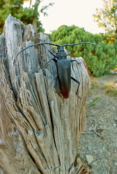 Coléoptère noir sur l'arbre — Photo