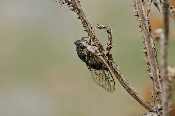 Cicade op de stick — Stockfoto