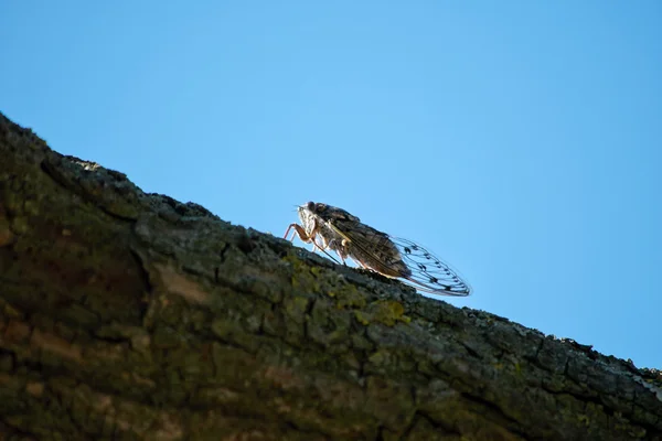 Cicada sur l'arbre — Photo