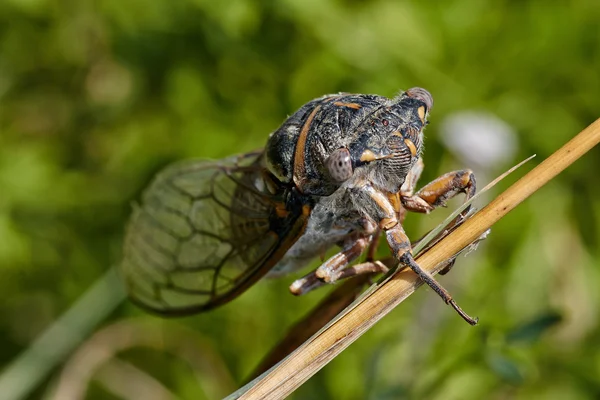 Cicade op de stick — Stockfoto