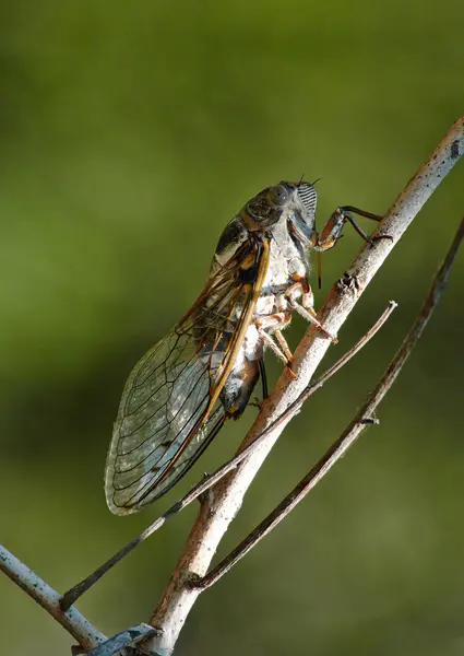 Cicada på Stick - Stock-foto