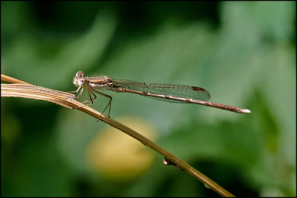 Libelle — Stockfoto