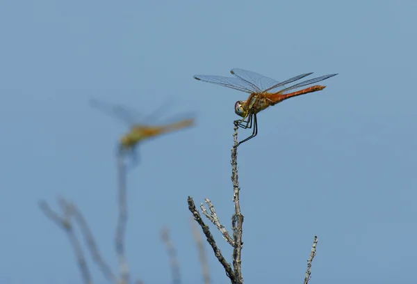 Dragonflies — Stock Photo, Image