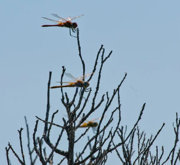 Dragonflies — Stock Photo, Image