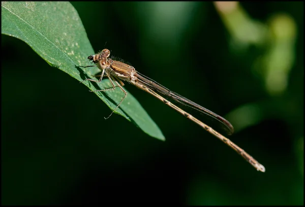 Libelle — Stockfoto