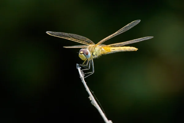 Libélula — Fotografia de Stock