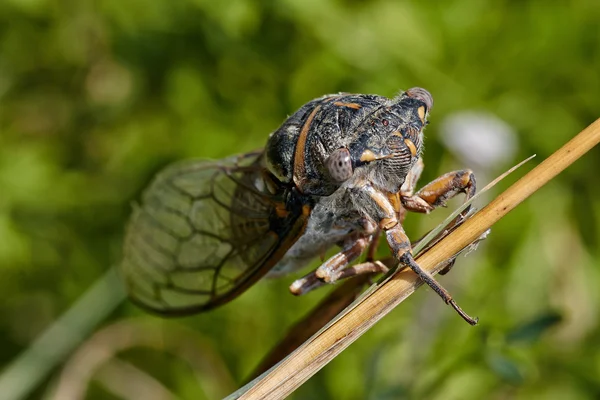 Cicada en el palo Imagen De Stock