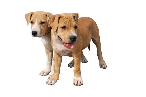 アメリカンスタッフォードシャー テリアの 2 匹の子犬 ストック写真