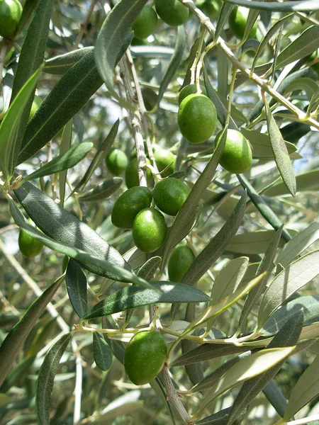 Le olive Foto Stock Royalty Free