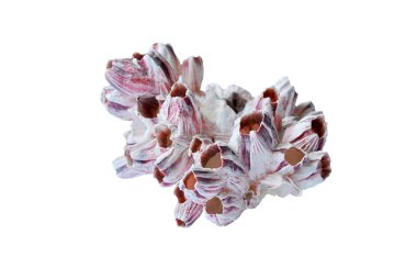 fosilleşmiş borulu mercan