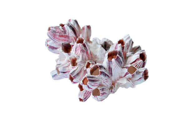 Fossilized tubular coral