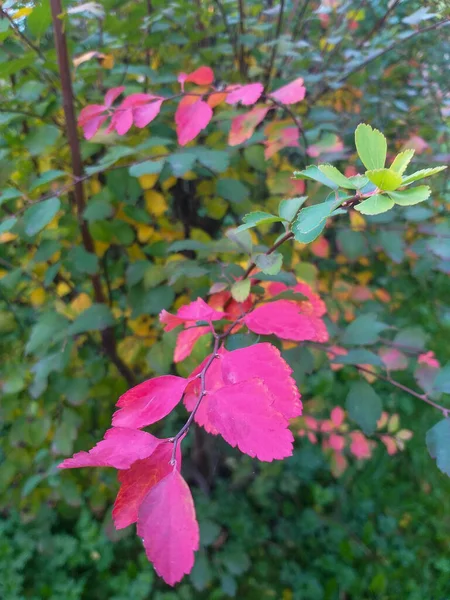 Hermosa Rama Roja Sobre Fondo Verde Parque Otoño — Foto de Stock