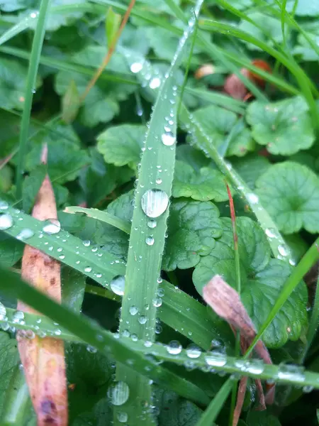 Shiny Dew Drops Green Grass Morning Park — Stock Photo, Image