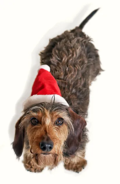 Dachshund kameraya bakarak santa şapka ile