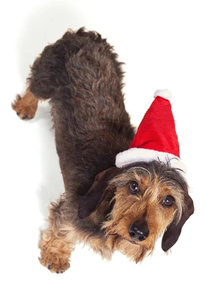 dachshund santa şapka üzerine beyaz izole kamera bakıyor