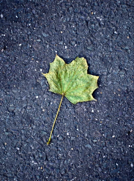 asfalt yol üzerinde akçaağaç yaprağı