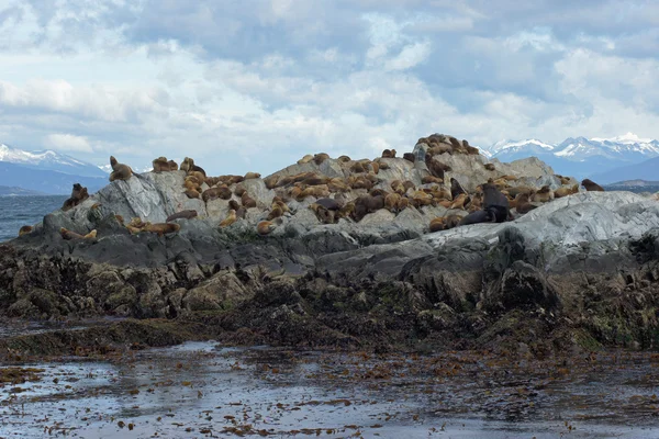 Колония морских львов, пролив Бигл, Аргентина — стоковое фото