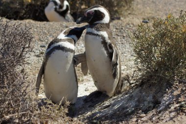 Magellanic Penguin, Punta Tombo, Argentina clipart