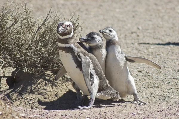 Magellanska pingvin, punta tombo, argentina — Stockfoto