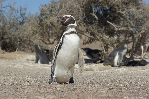 Magellanic Penguin, Punta Tombo, Аргентина — стоковое фото