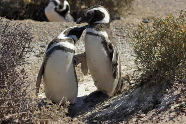 Magellanic Penguin, Punta Tombo, Аргентина — стоковое фото