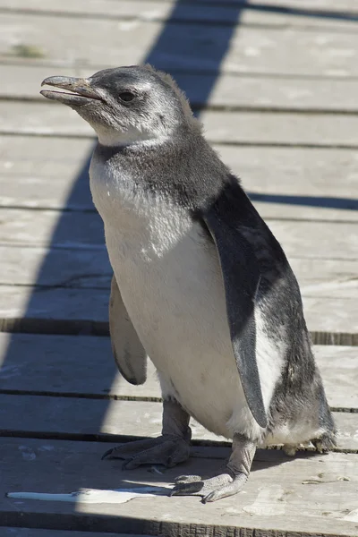 Magellanischer pinguin, punta tombo, argentinien — Stockfoto