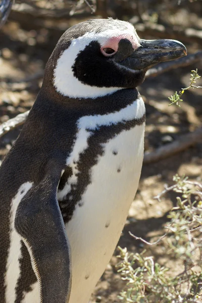 Magellanska pingvin, punta tombo, argentina — Stockfoto