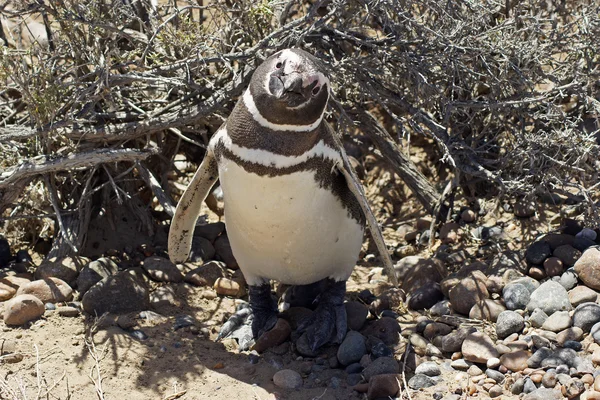 Magellanic Penguin, Punta Tombo, Аргентина — стоковое фото