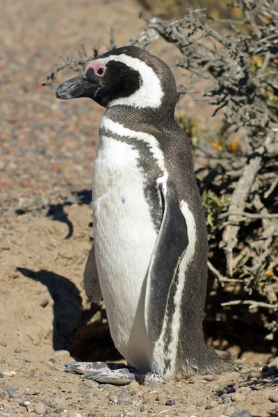 Magellanska pingvin, argentina — Stockfoto