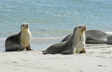 Seals, Kangaroo Island, Australia