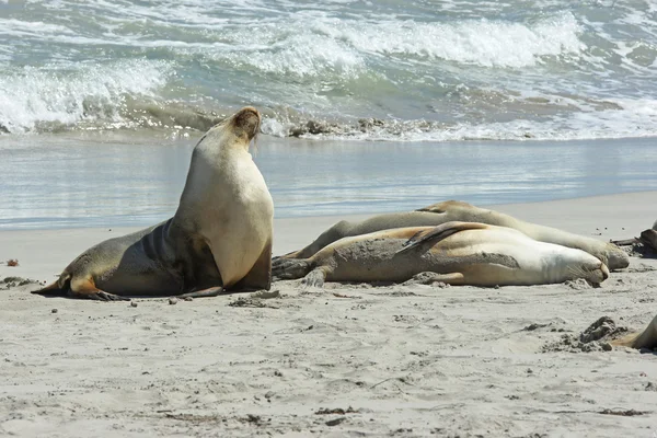 Sellos, Isla Canguro, Australia — Foto de Stock