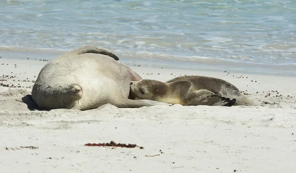 Sellos, Isla Canguro, Australia — Foto de Stock