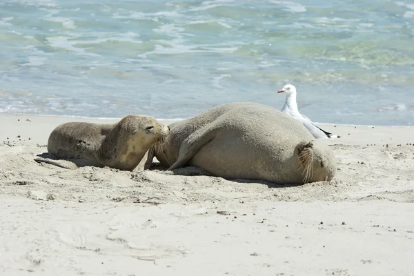 Sellos, Isla Canguro, Australia — Foto de Stock