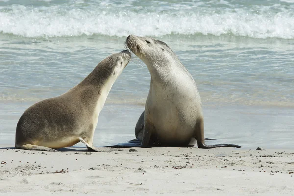 Leones del Mar Australiano, Australia — Foto de Stock