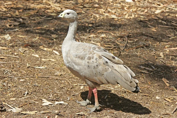 Ganso del cabo barren, australia — Foto de Stock