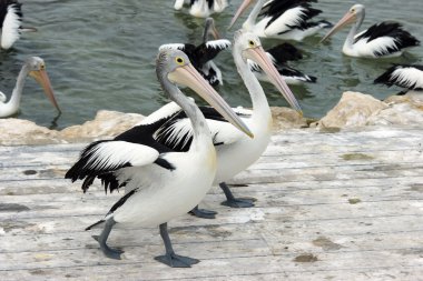 Australian Pelican, Kangaroo Island clipart