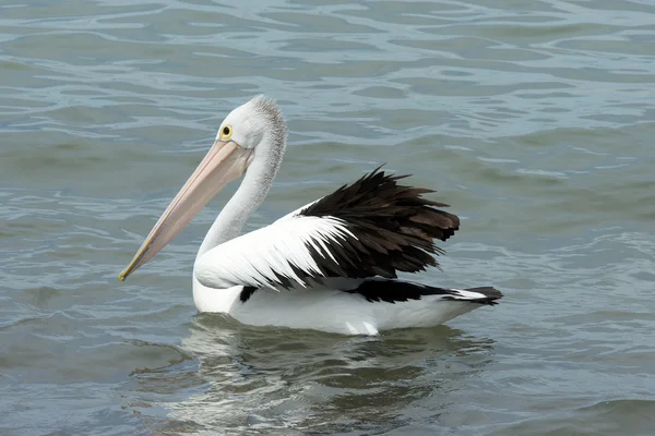 Pelican australien, île de Kangourou — Photo