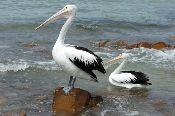 Avustralya pelikanı, Kanguru Adası — Stok fotoğraf