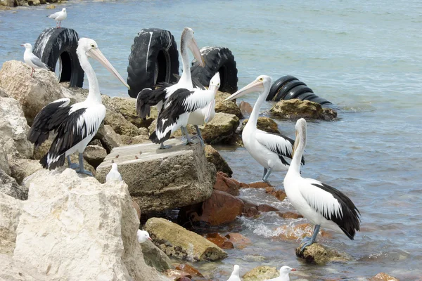 Avustralya pelikanı, Kanguru Adası — Stok fotoğraf