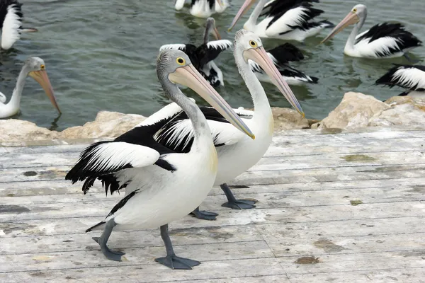 Avustralya pelikanı, Kanguru Adası — Stok fotoğraf