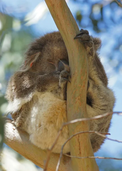 Koala, Austrália — Fotografia de Stock