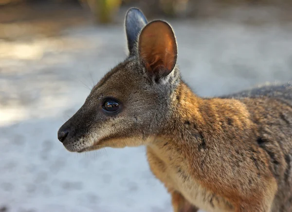 Tammar wallaby, Australien — Stockfoto