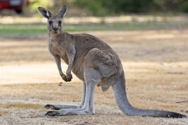 Great Grey Kangaroo, Australia clipart